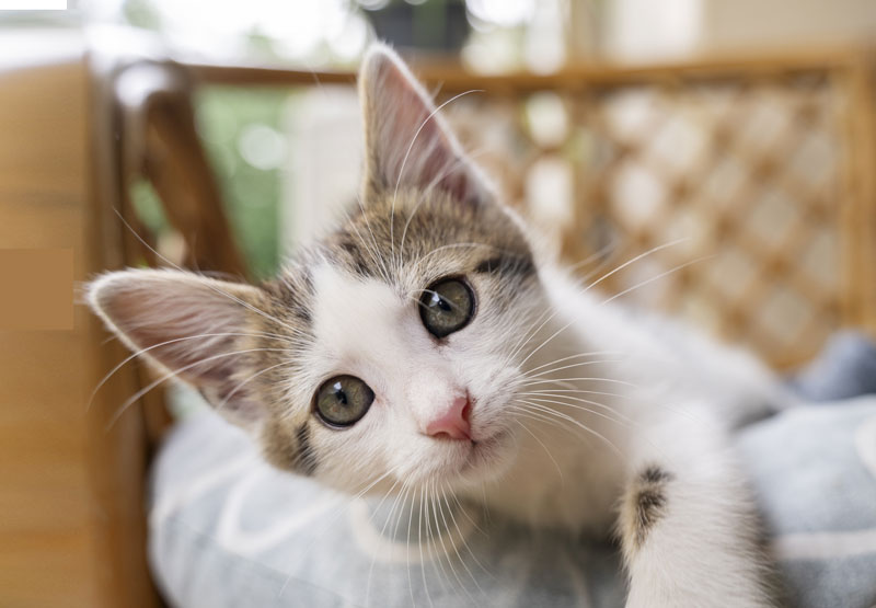 cuidados esenciales de los gatos